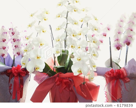 三色蝴蝶蘭花白色後面背景 6179839