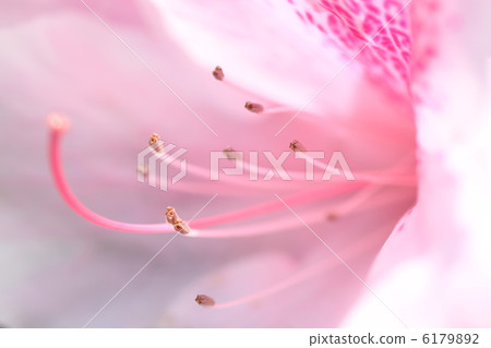 Kota Azalea's azalea 6179892