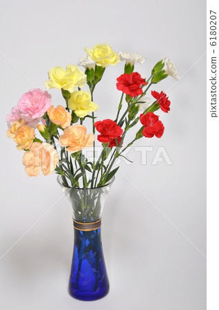 Carnation Carnation 6180207