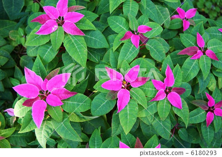 Christmas background material · Euphorbia · Horizontal position of the smallest poinsettia 6180293