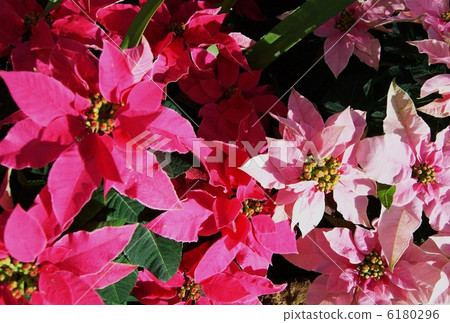 聖誕節背景材料·粉紅色一品紅和大戟·水平位置 6180296