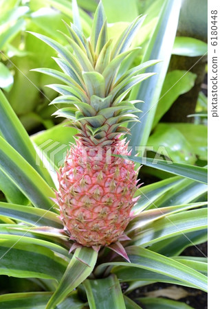 菠蘿 6180448