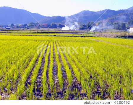 水稻第2圓錐花序 水稻第2圓錐花序 6180492