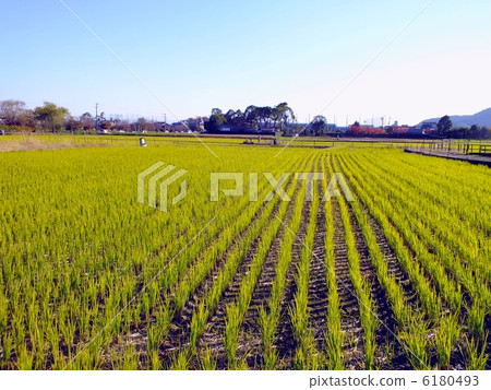 早期的冬天綠色風景 6180493