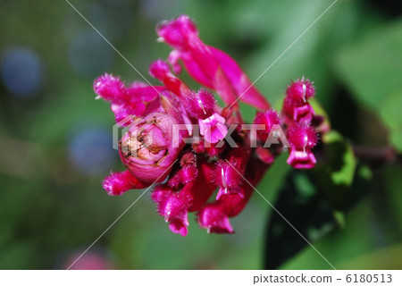 Salvia Salvia 6180513