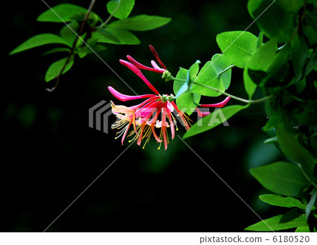 Honeysuckle Honeysuckle 6180520