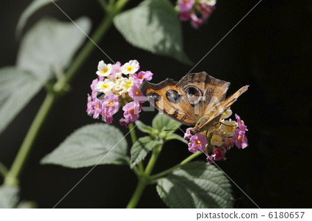 Tatehadodoki · Autumn type 1 Tatehadodoki · Autumn type 1 6180657