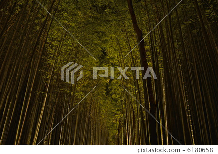 點亮竹林(小竹林/佐賀薩卡市中心京都) 點亮竹林(小竹林/佐賀薩卡市中心京都) 6180658