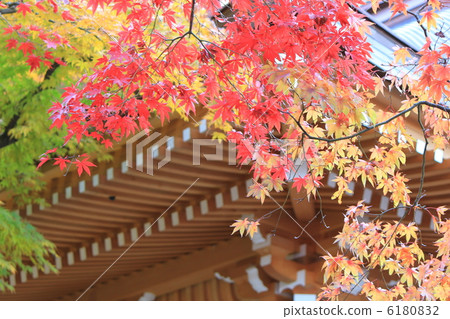 Autumn leaves Autumn leaves 6180832