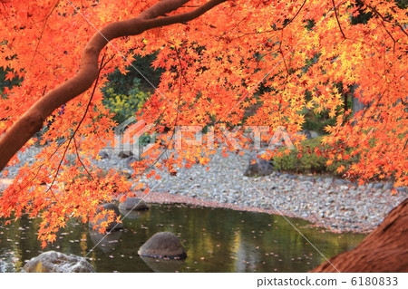 Maple Maple 6180833