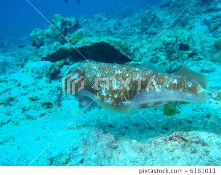 烏賊 烏賊 6181011