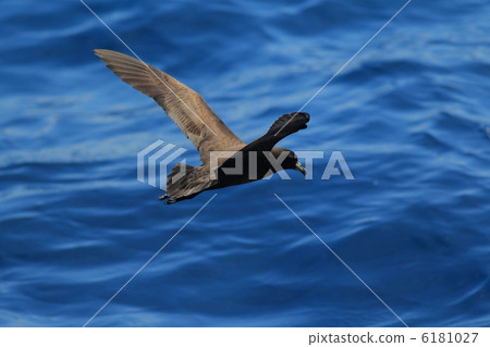 Kuro Mizunagidori 6181027