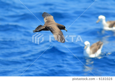 Kuro Mizunagidori 6181028