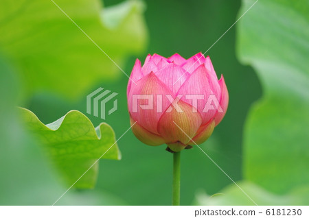 蓮花 6181230