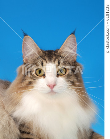 Norwegian Forest Cat Norwegian Forest Cat 6181238