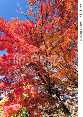 Fall image 6181266