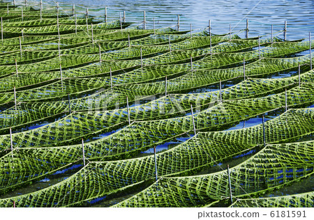 海藻養殖 海藻養殖 6181591