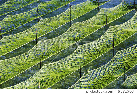 Nori蘇打水圖像材料 Nori蘇打水圖像材料 6181593