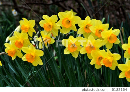 Narcissus Narcissus 6182164