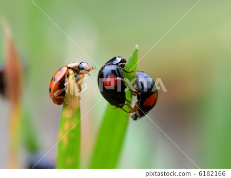 Ladybug Ladybug 6182166