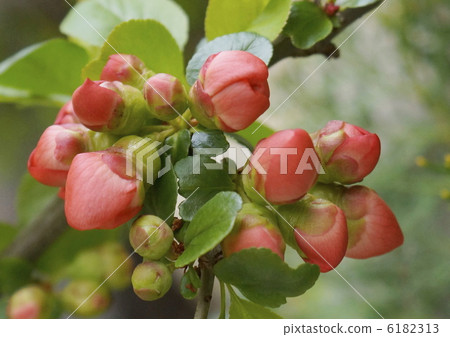 1 blurred flower 6182313