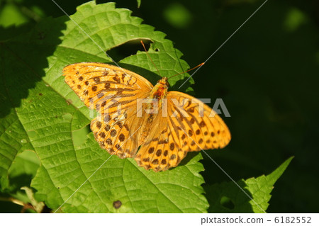 MidoriHyouton♂ 6182552