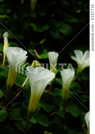 芙蓉katabi(開始花瓣) 芙蓉katabi(開始花瓣) 6187716