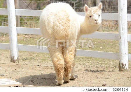 Alpaca Alpaca 6206124