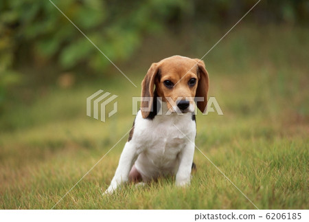 金毛獵犬 金毛獵犬 6206185