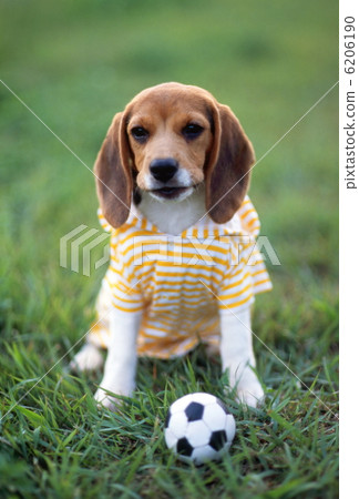 Beagle and kitten 6206190