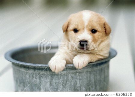 Two good friends Two puppies 6206338