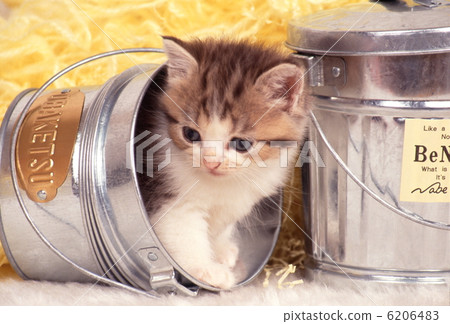 Kitten and chick picnic 6206483