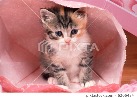 Cute kitten Cute kitten 6206484