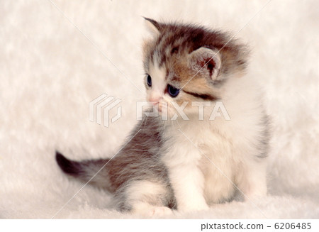 A white rabbit and a good friend kitten 6206485