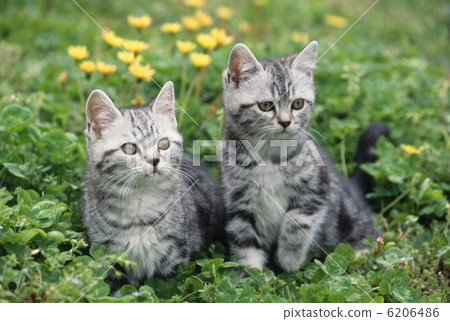 Two friendly friend kitten Two friendly friend kitten 6206486