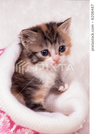 Two friendly friend kitten 6206487