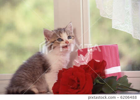 Cute kitten Cute kitten 6206488