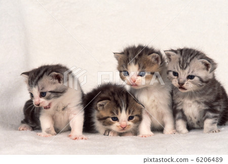 Cute kitten Cute kitten 6206489