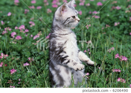 Cute kitten Cute kitten 6206490
