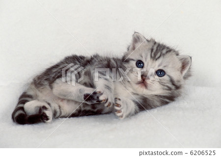 Two friendly friend kitten Two friendly friend kitten 6206525