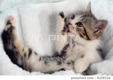 Cute kitten Cute kitten 6206526