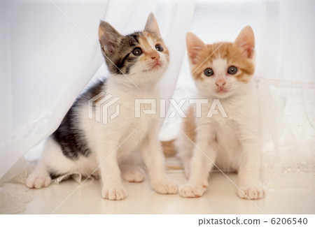 Cute kitten Cute kitten 6206540