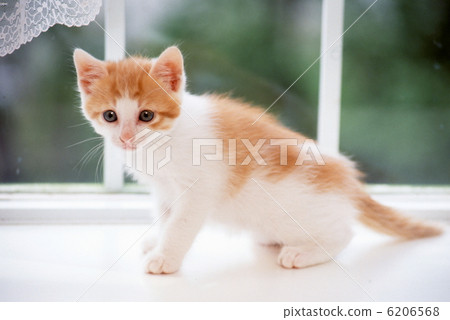 Cute kitten 6206568