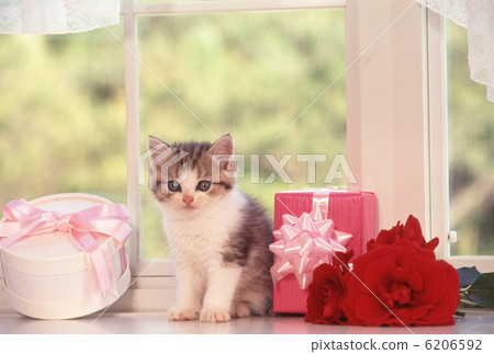 Cute kitten 6206592