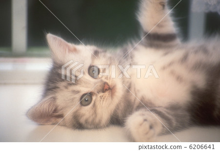 Cute kitten 6206641