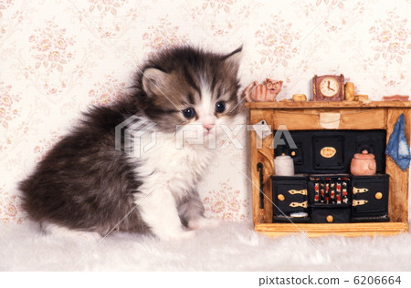 Kitten and chick picnic Kitten and chick picnic 6206664