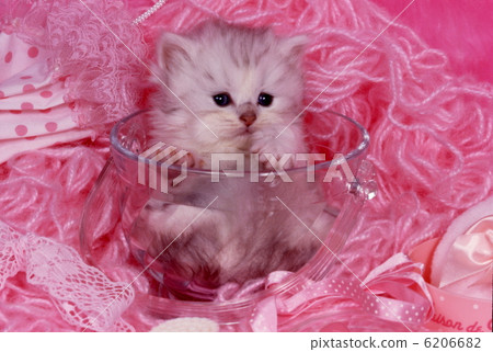 Cute kitten 6206682
