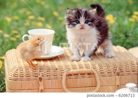 Two friendly friend kitten Two friendly friend kitten 6206713