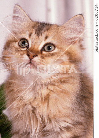 Cute kitten Cute kitten 6206714