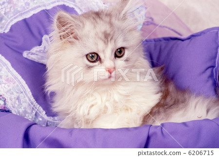 Chinchilla golden kitten Chinchilla golden kitten 6206715